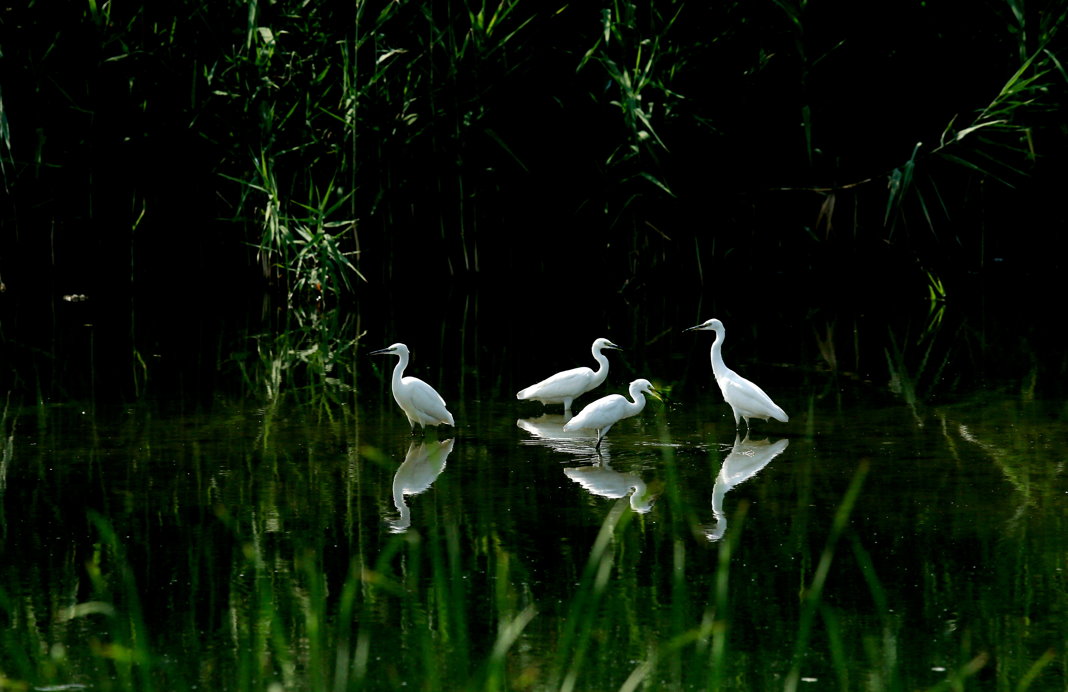 绝美的倒影摄影