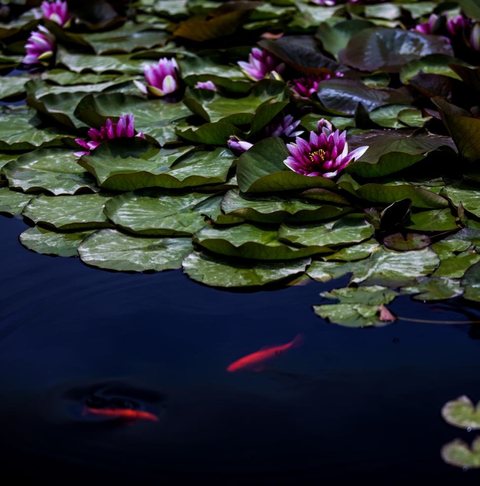 出水芙蓉——睡莲