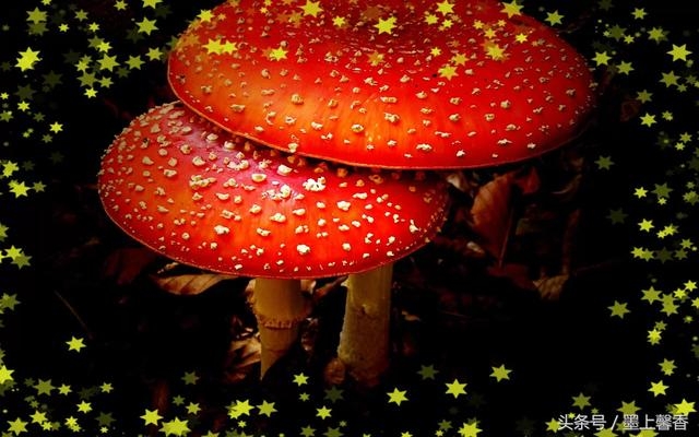 绝美的彩色蘑菇你见过吗?