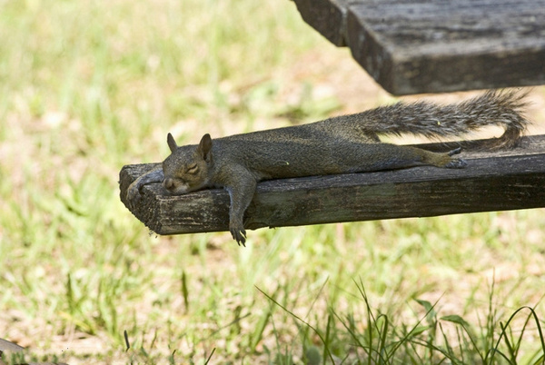小松鼠趴在长凳上睡觉