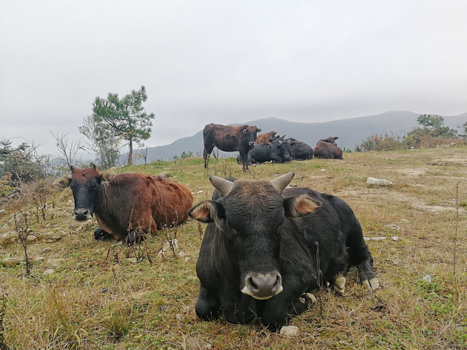 山坡上,有一群土牛在思念