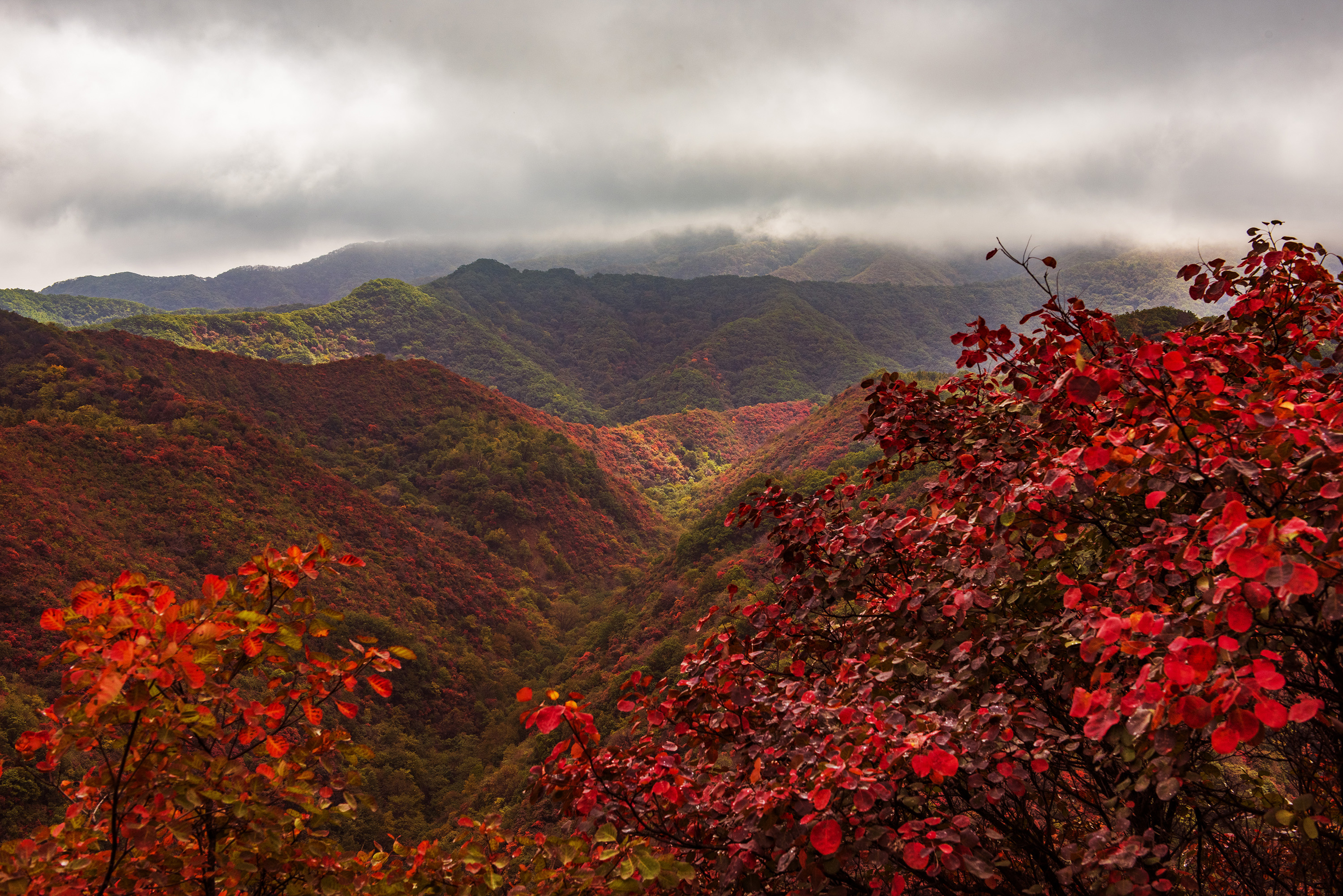 甘山红叶美如画(2019年新拍)