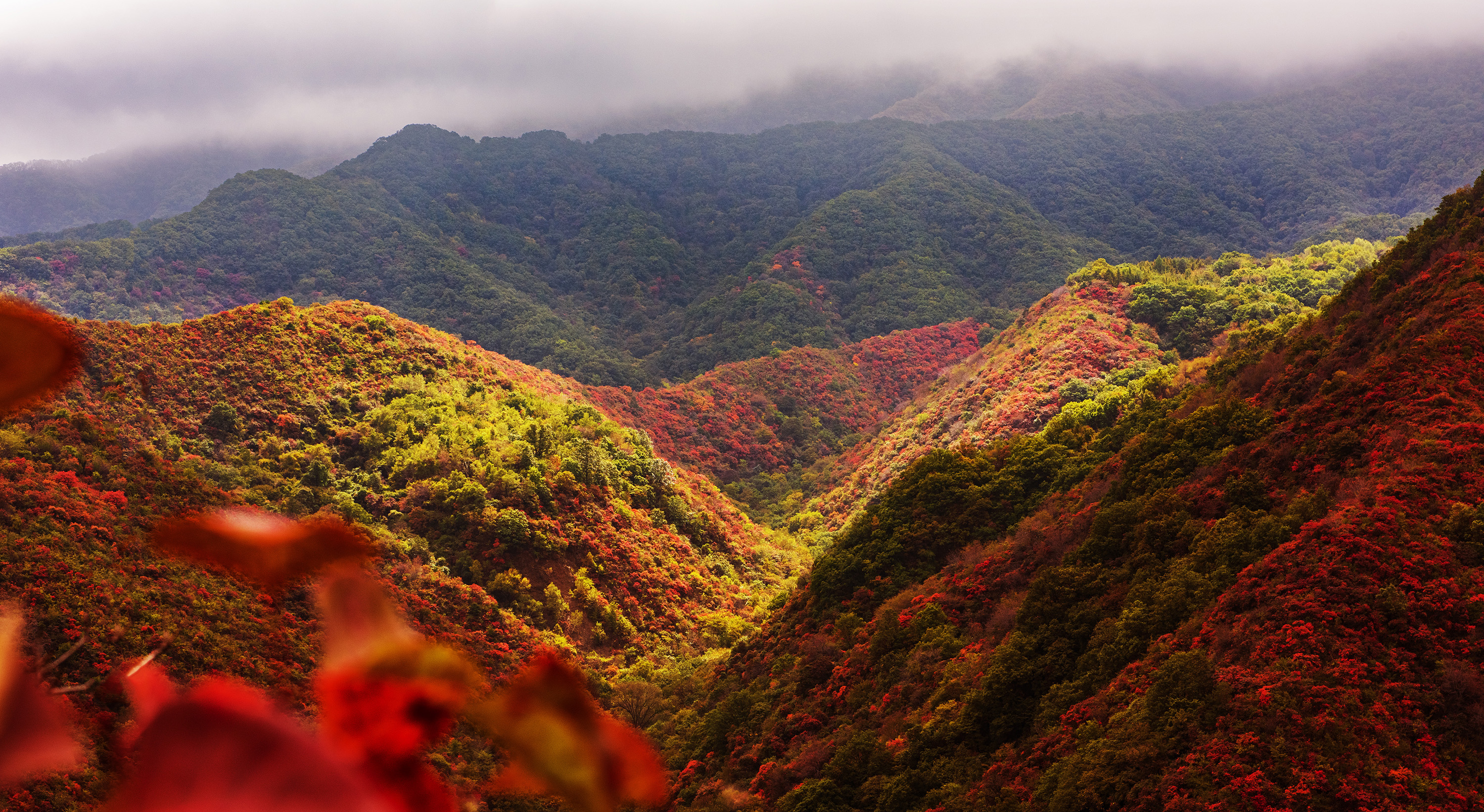 甘山红叶美如画(2019年新拍)