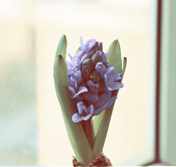 350_333gif 动态图 动图