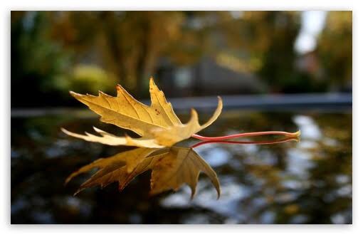 秋雨缠绵,黄了叶,凉了风.