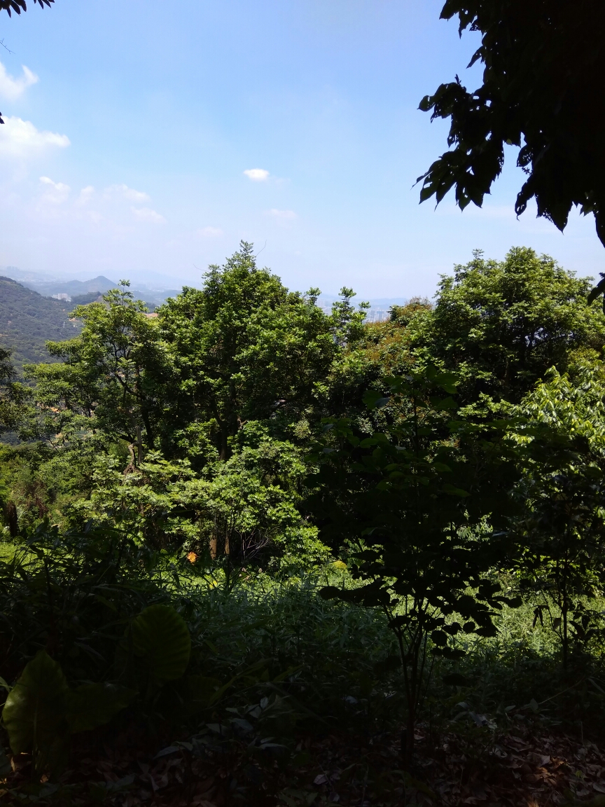 東莞清溪大王山森林公園