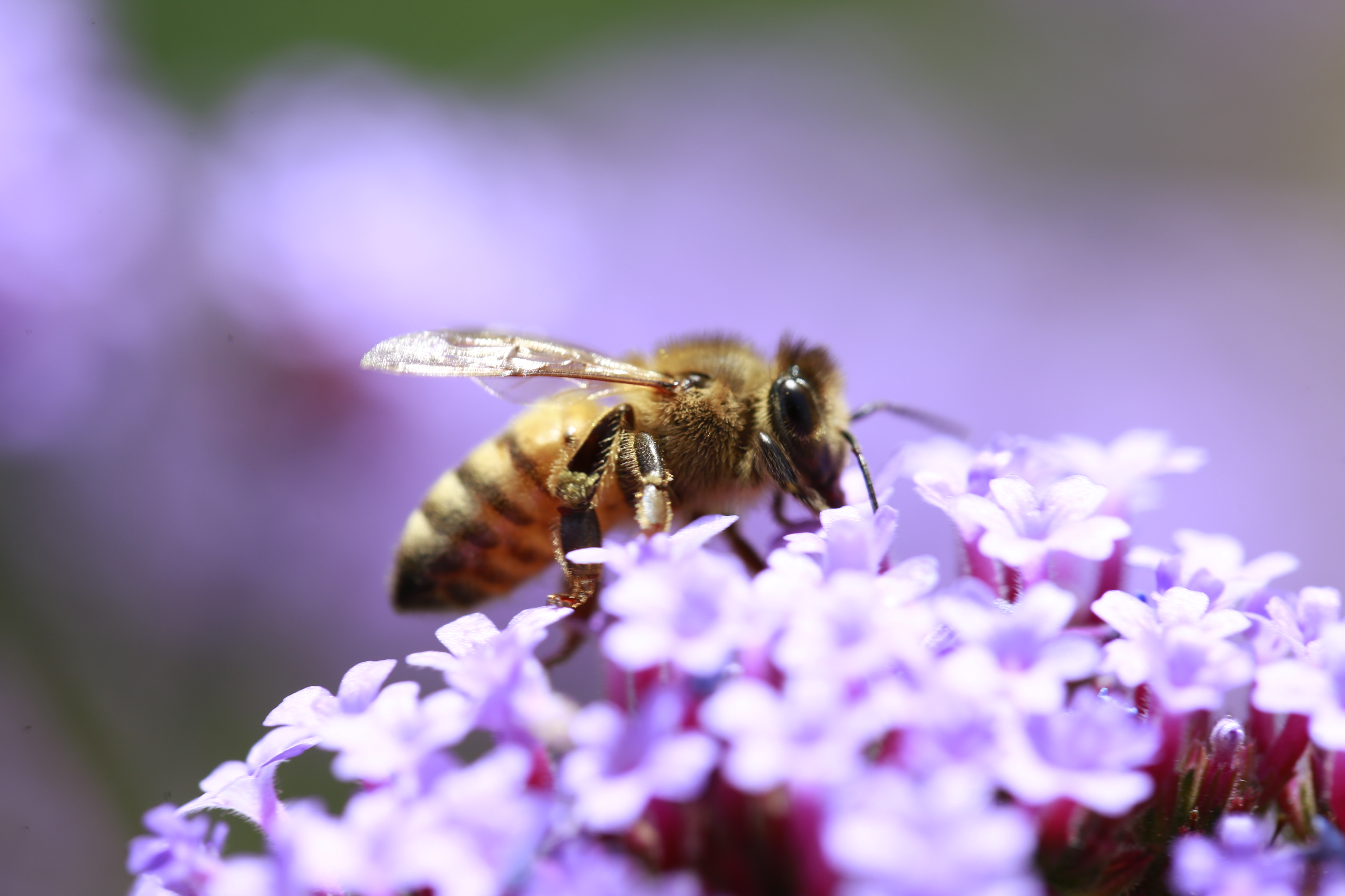 紫色梦幻马鞭草