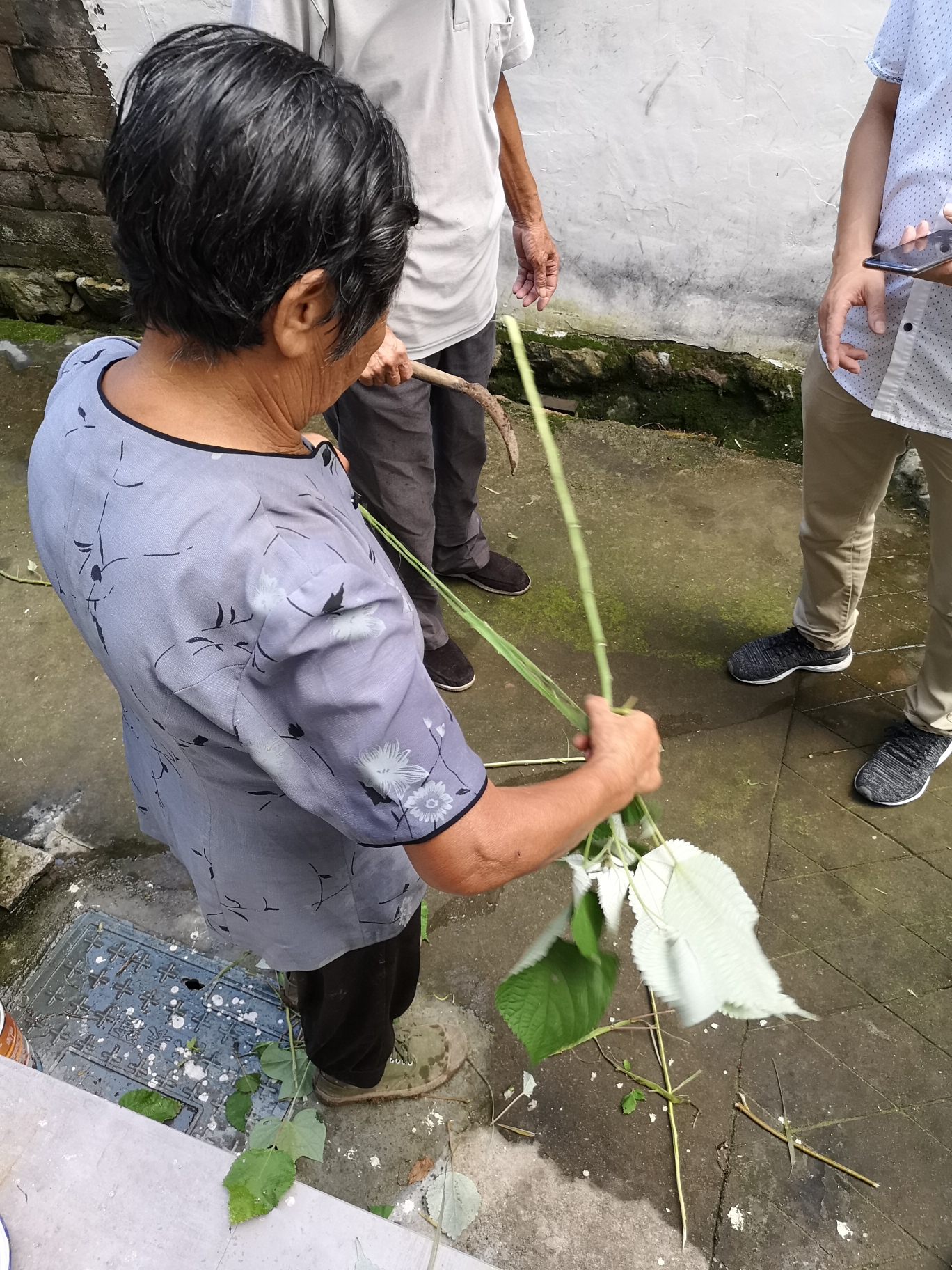 走访下陈村,采访非遗传承人陈钦镇 ,学剥麻