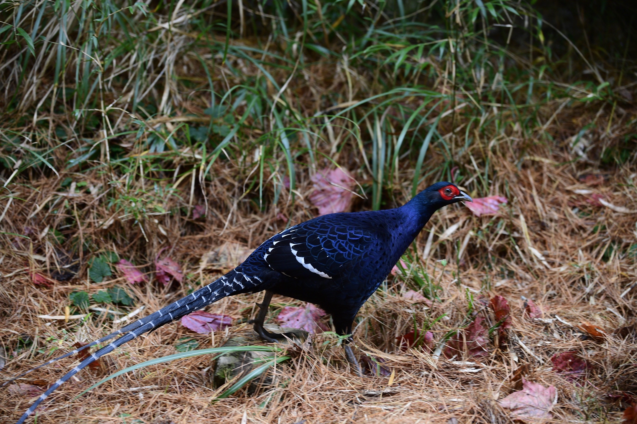 台湾的帝雉,蓝腹鹇,非常难的一见,拍着就是幸运了.