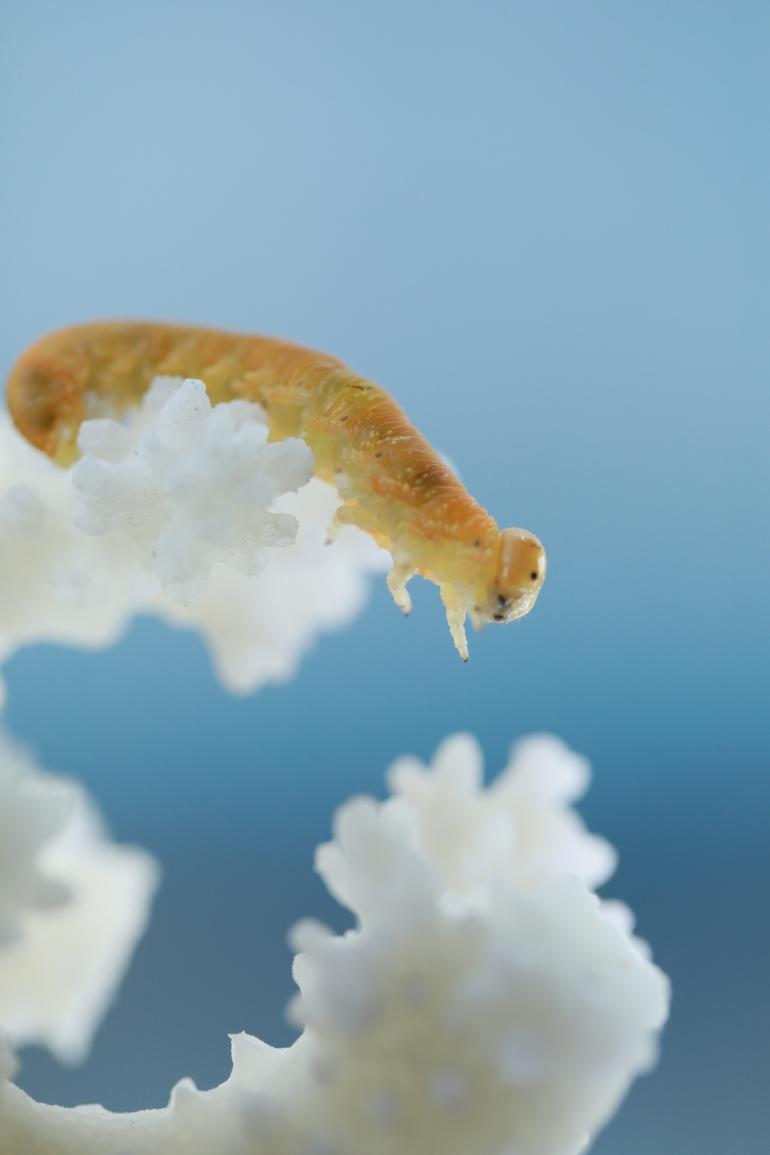 (原片微距摄影)可爱的小黄虫虫