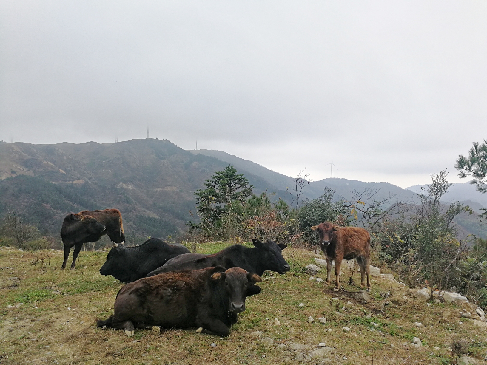 山坡上,有一群土牛在思念