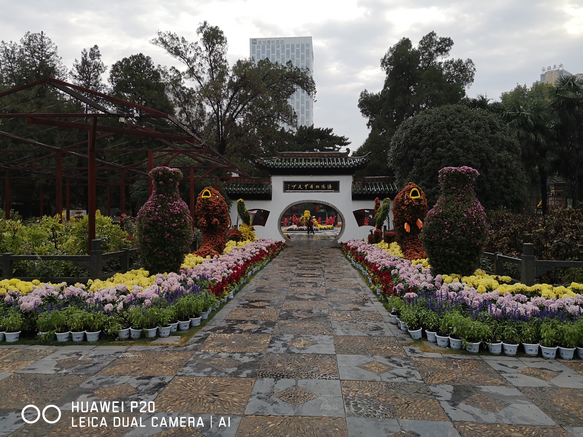 牡丹園裡通道兩側的菊花造型.