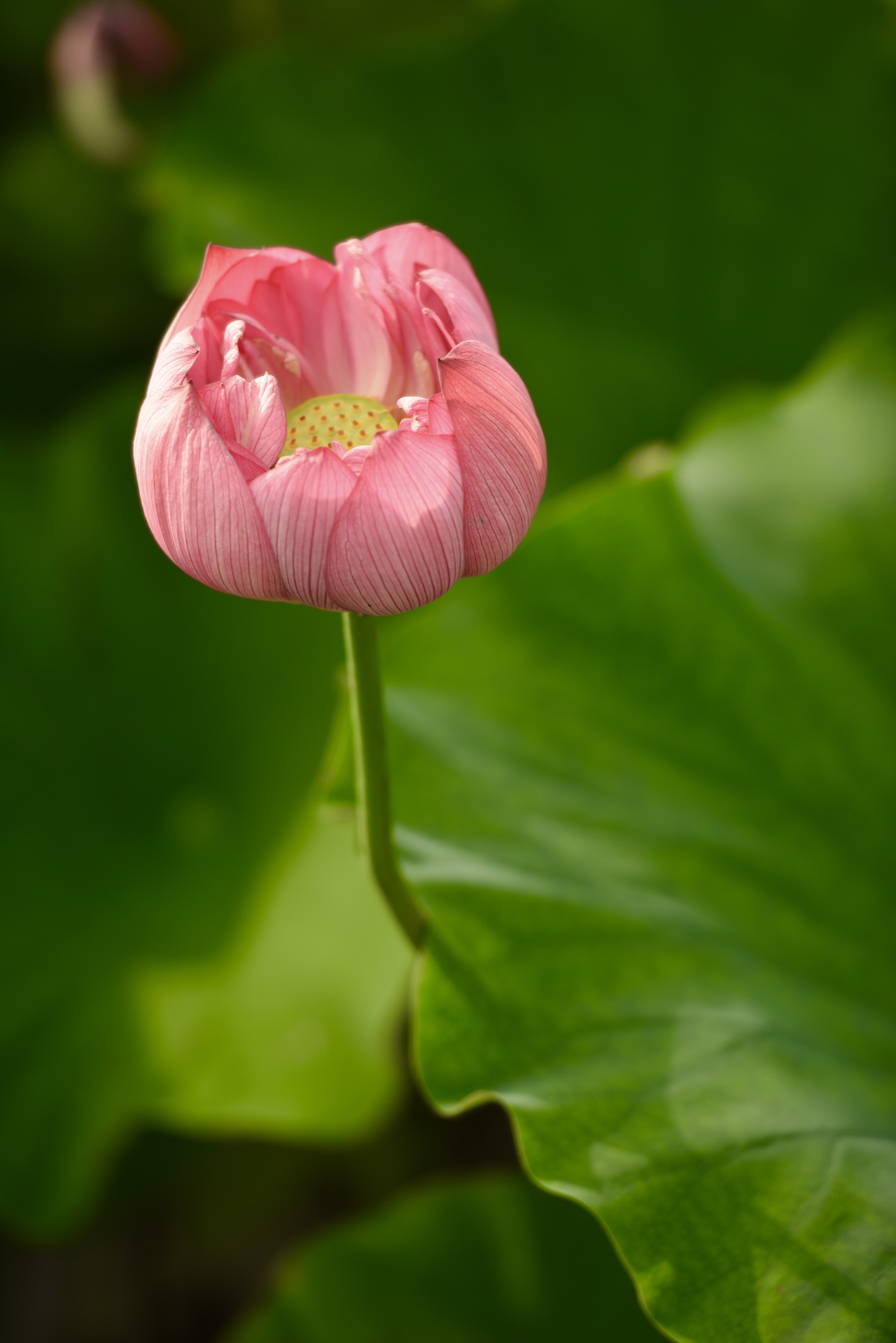 荷花绽放,荷叶田田