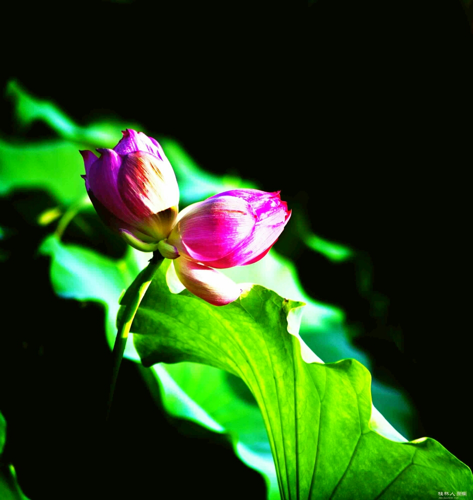 三更时分,荷花塘边,赛郎和贞娘一见面就抱头哭起来.