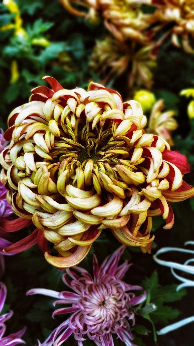 金秋九月菊花香