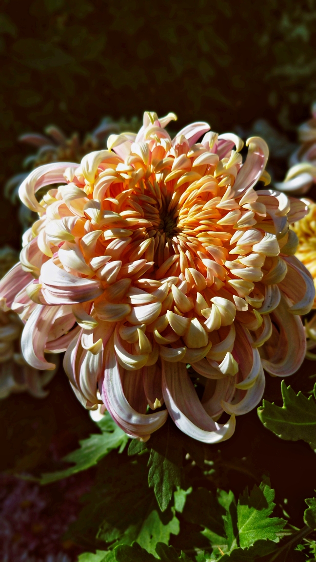 金秋九月菊花香