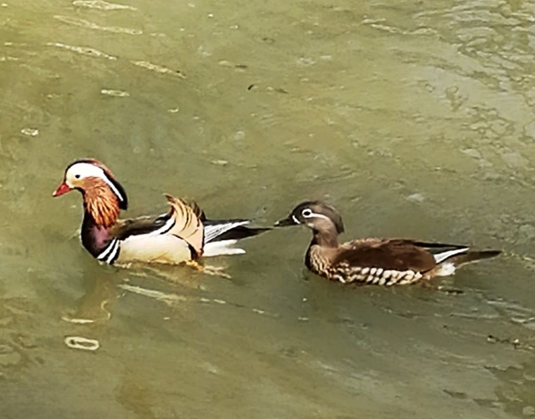山青水碧天蓝蓝,鸳鸯北归回家园. 一路平安则有序,扶老携幼飞上天.