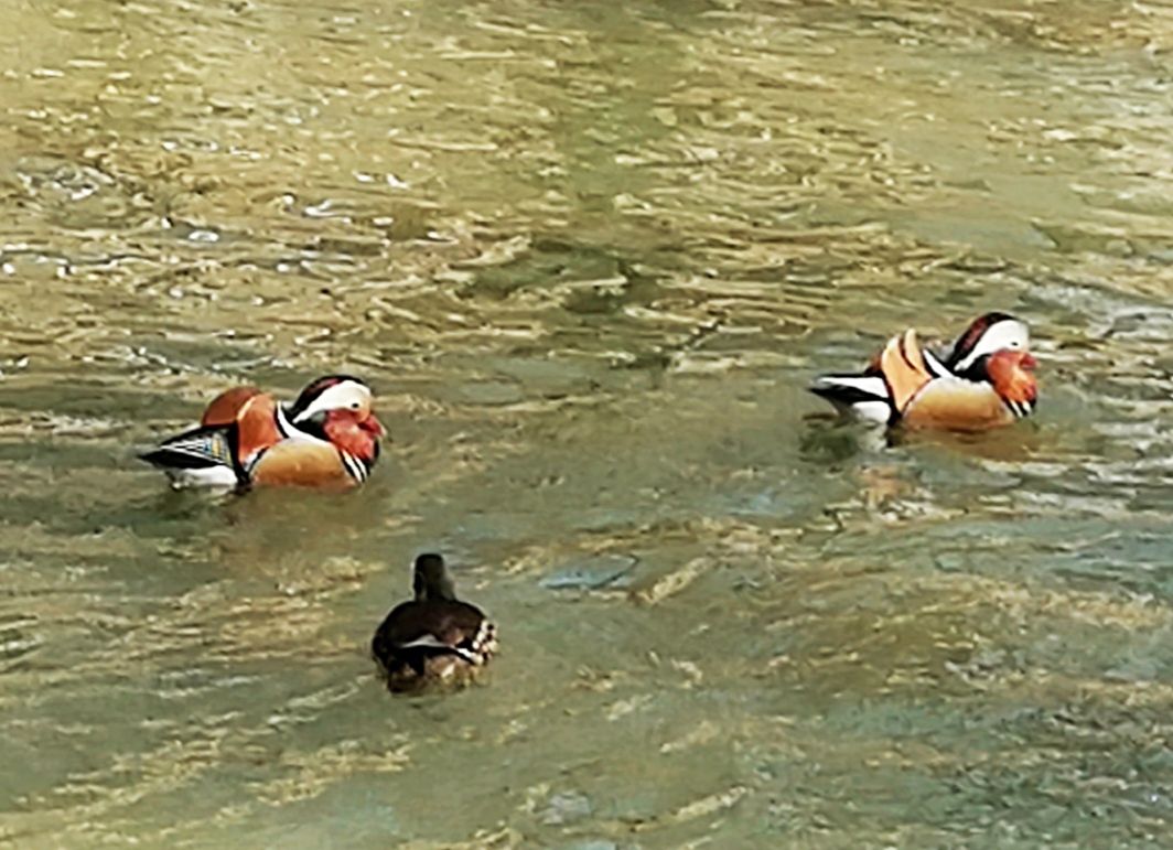 山青水碧天蓝蓝,鸳鸯北归回家园. 一路平安则有序,扶老携幼飞上天.