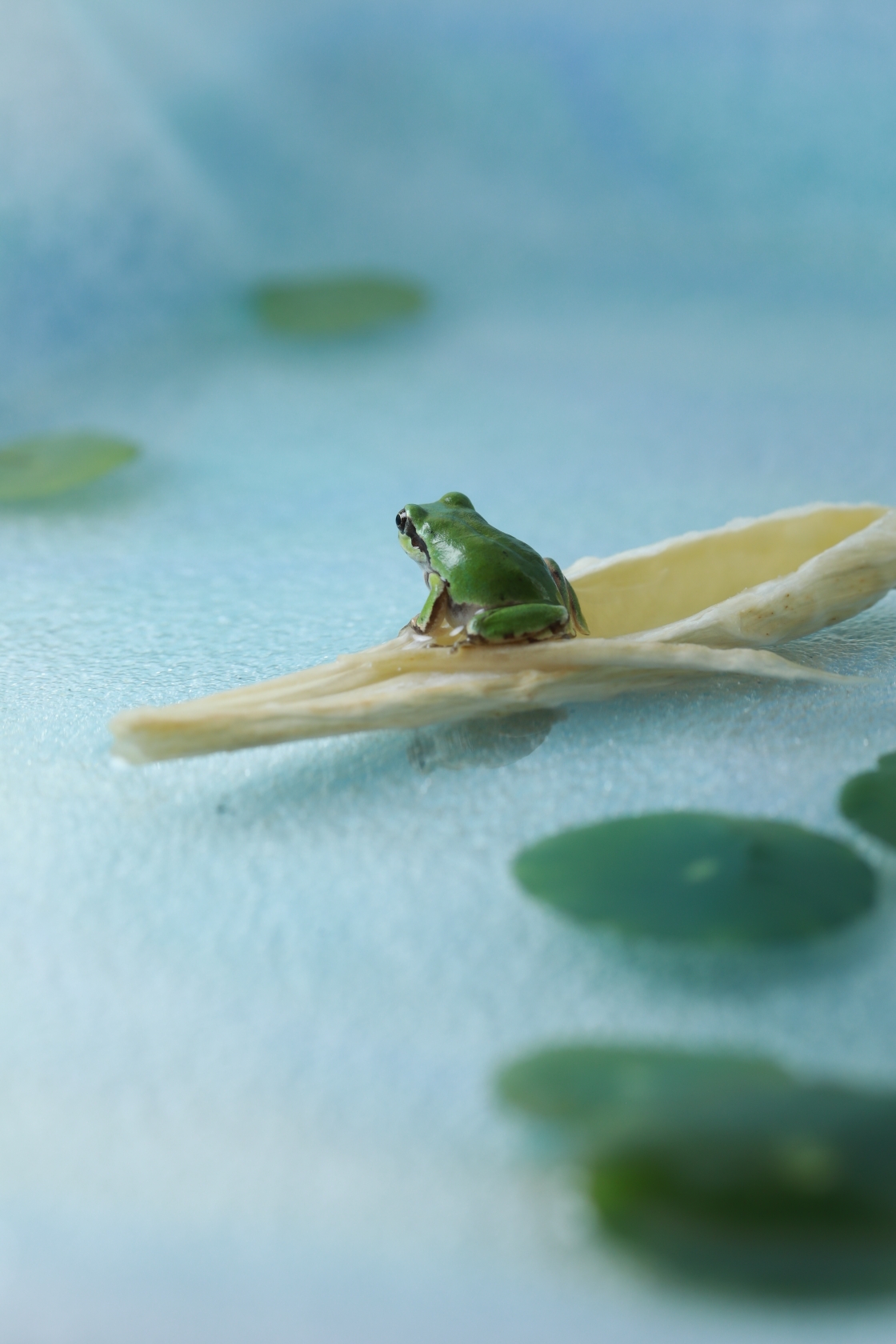 (原片微距摄影)小青蛙