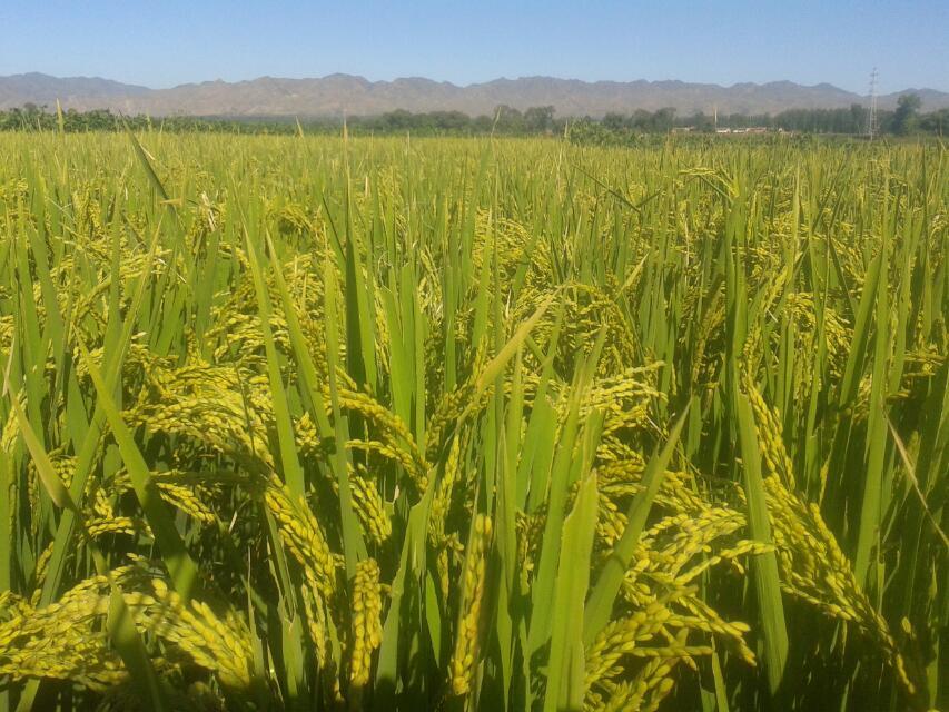 北沙城 我的家乡