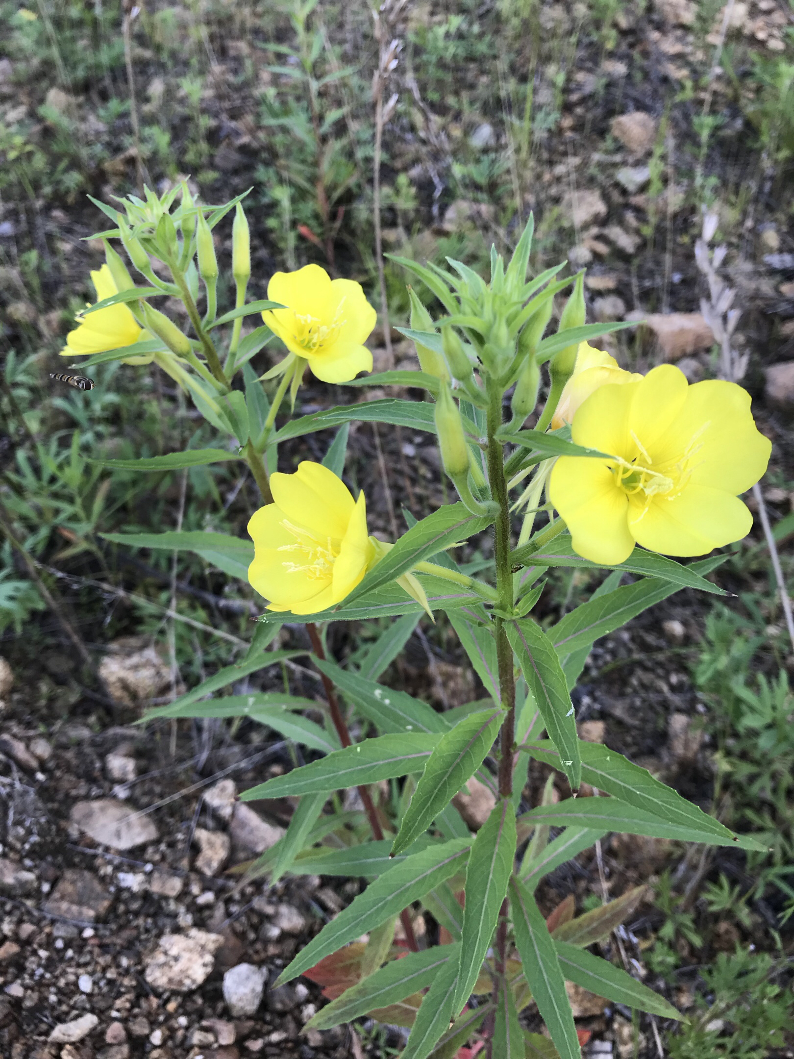 桃源湖野生花卉(二)