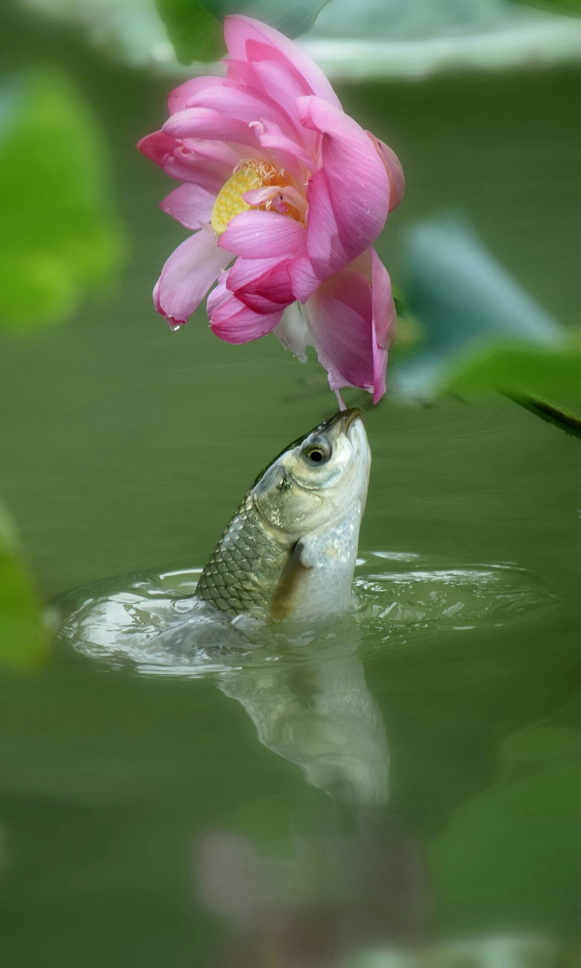七律·鱼 / 荷 / 恋     金跃吻荷为莲花,灼灼羞颜