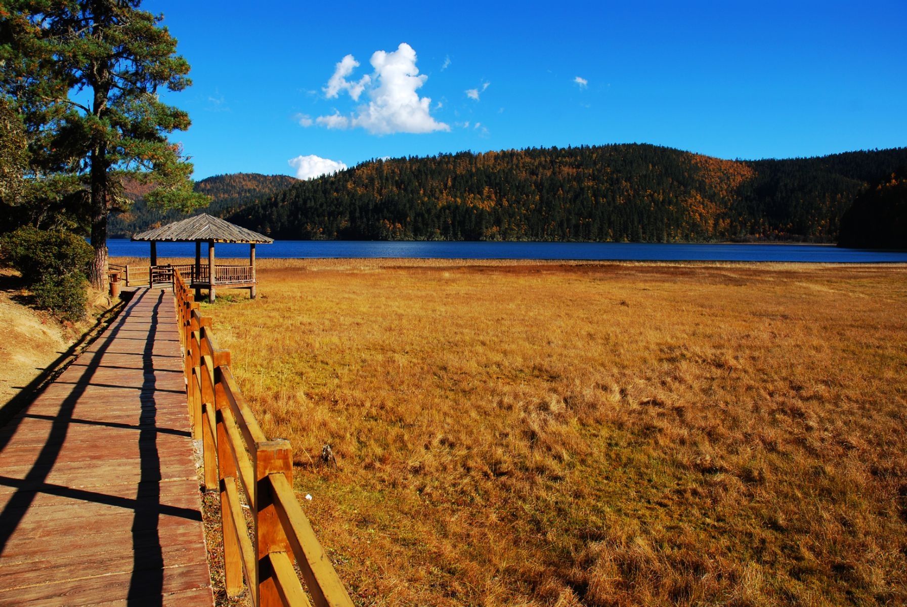 明净的高原湖泊在普达措一一香格里拉风景之七