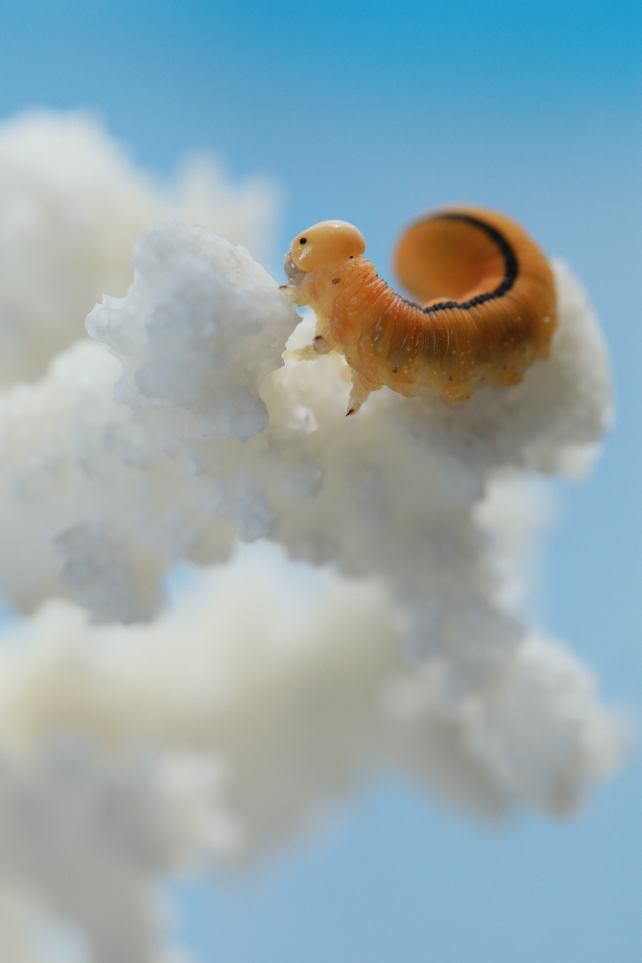 (原片微距摄影)可爱的小黄虫虫