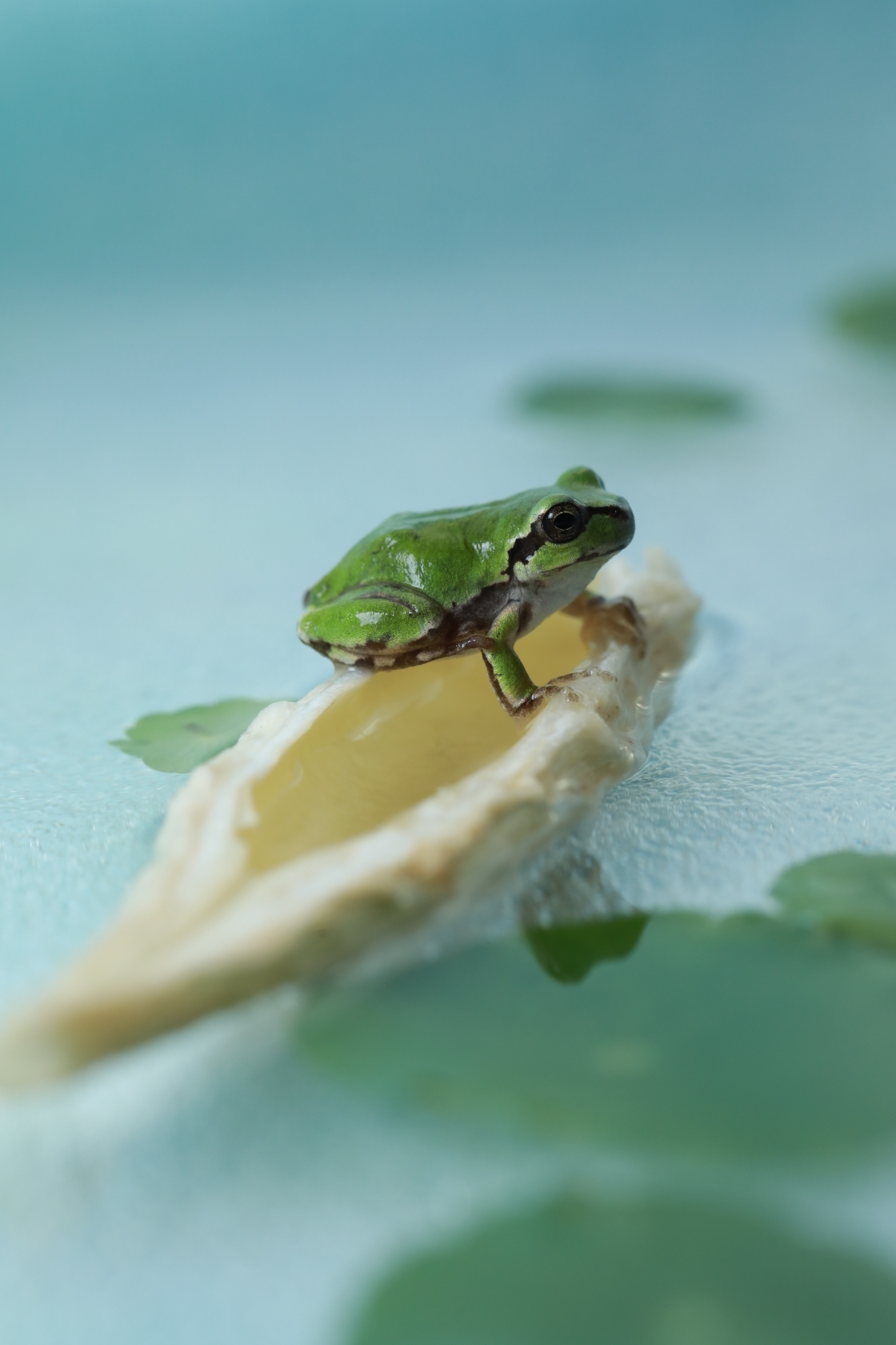 (原片微距摄影)小青蛙