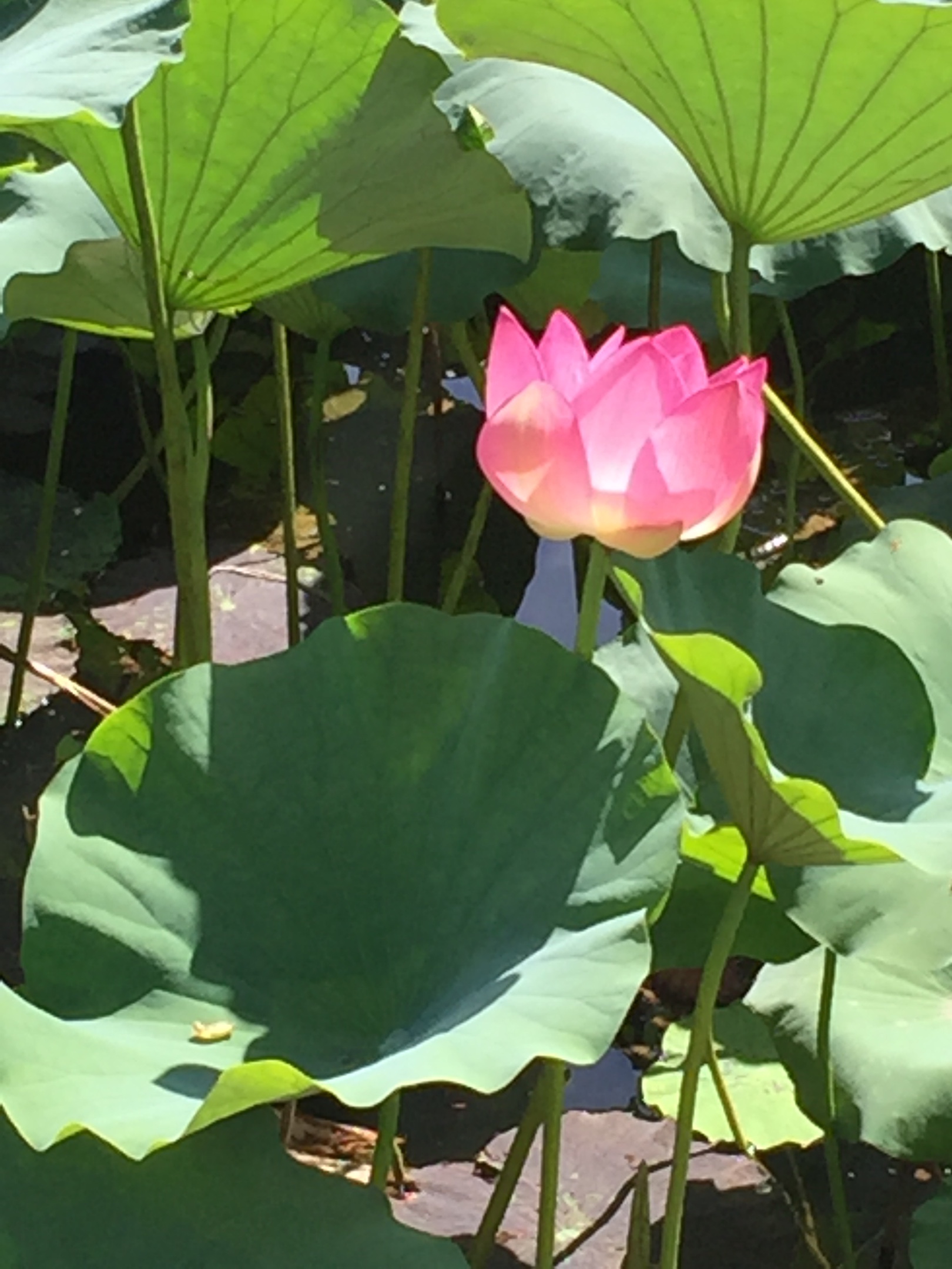 蓮花樓下柳青青