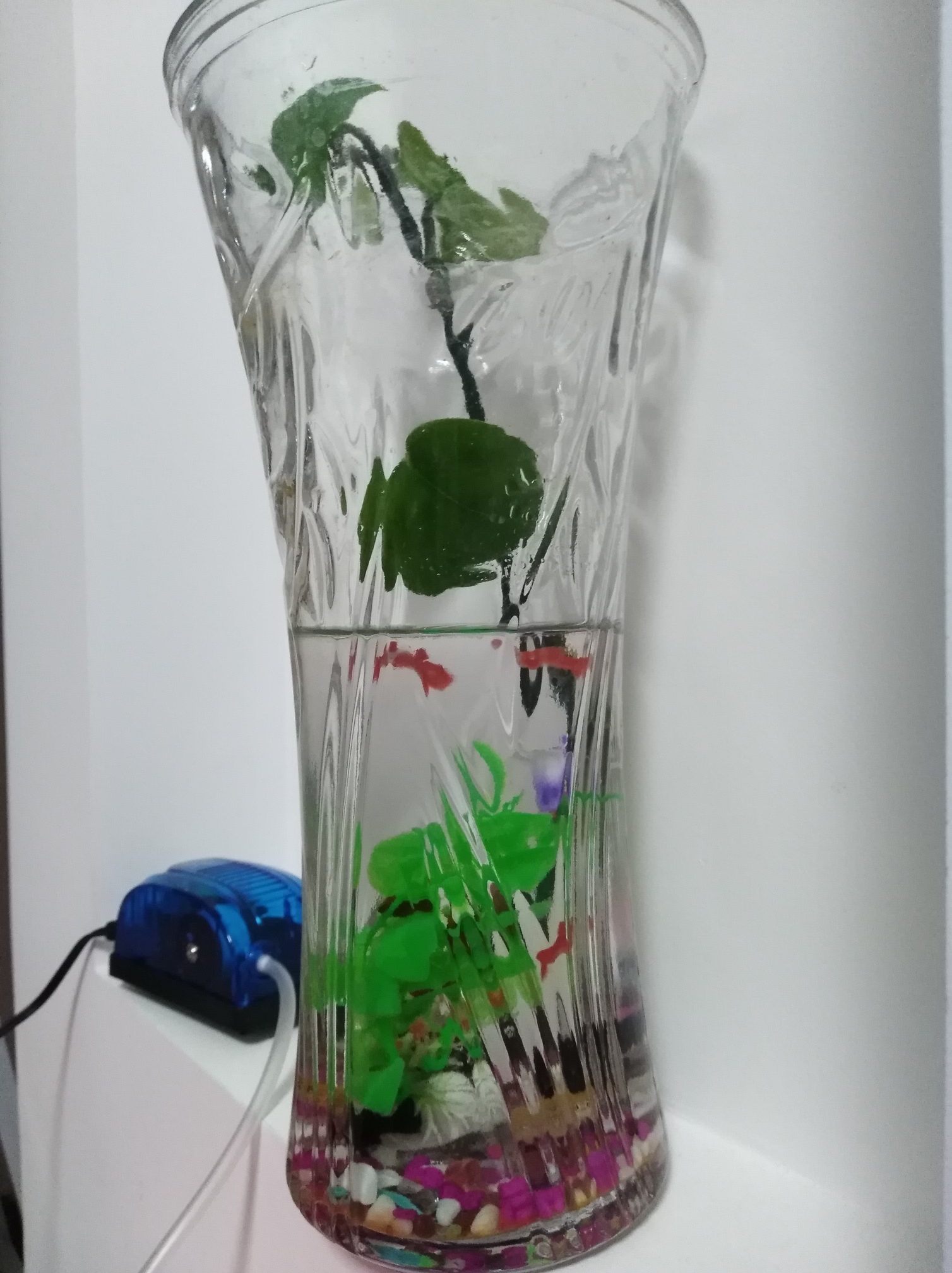 原来的花瓶做鱼缸了