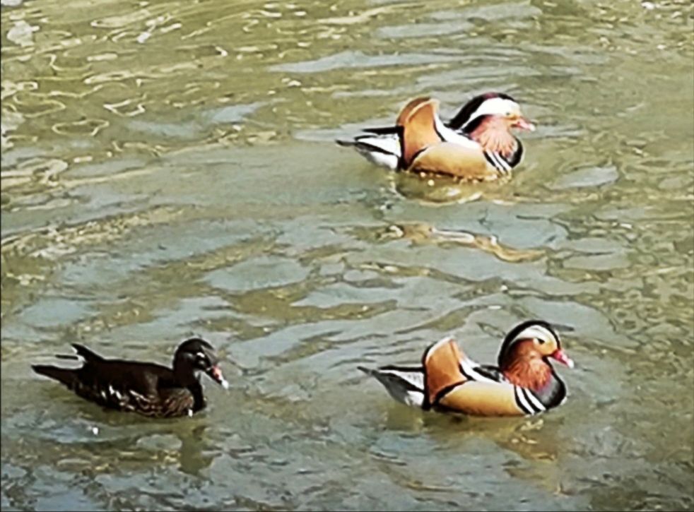 山青水碧天蓝蓝,鸳鸯北归回家园. 一路平安则有序,扶老携幼飞上天.