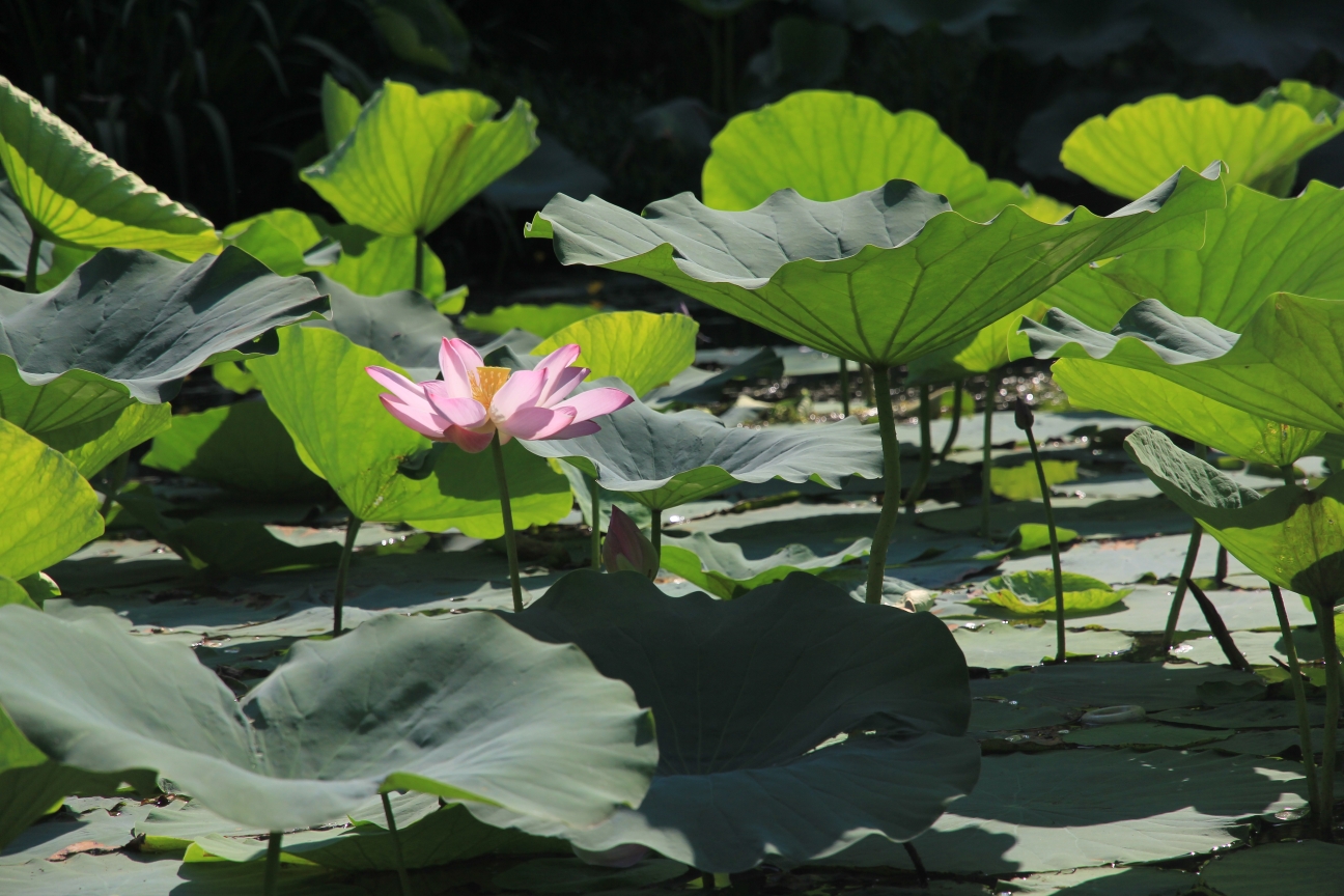 炎炎夏日荷花开,蓝天白云赏葵花