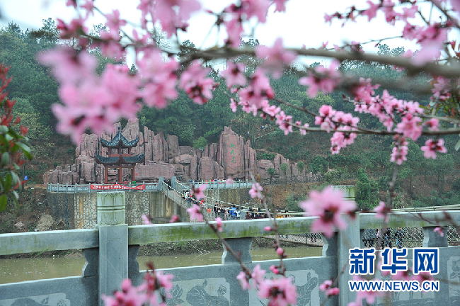 【私人定制】安仁桃花岛,铁索桥,稻田公园花海一日游