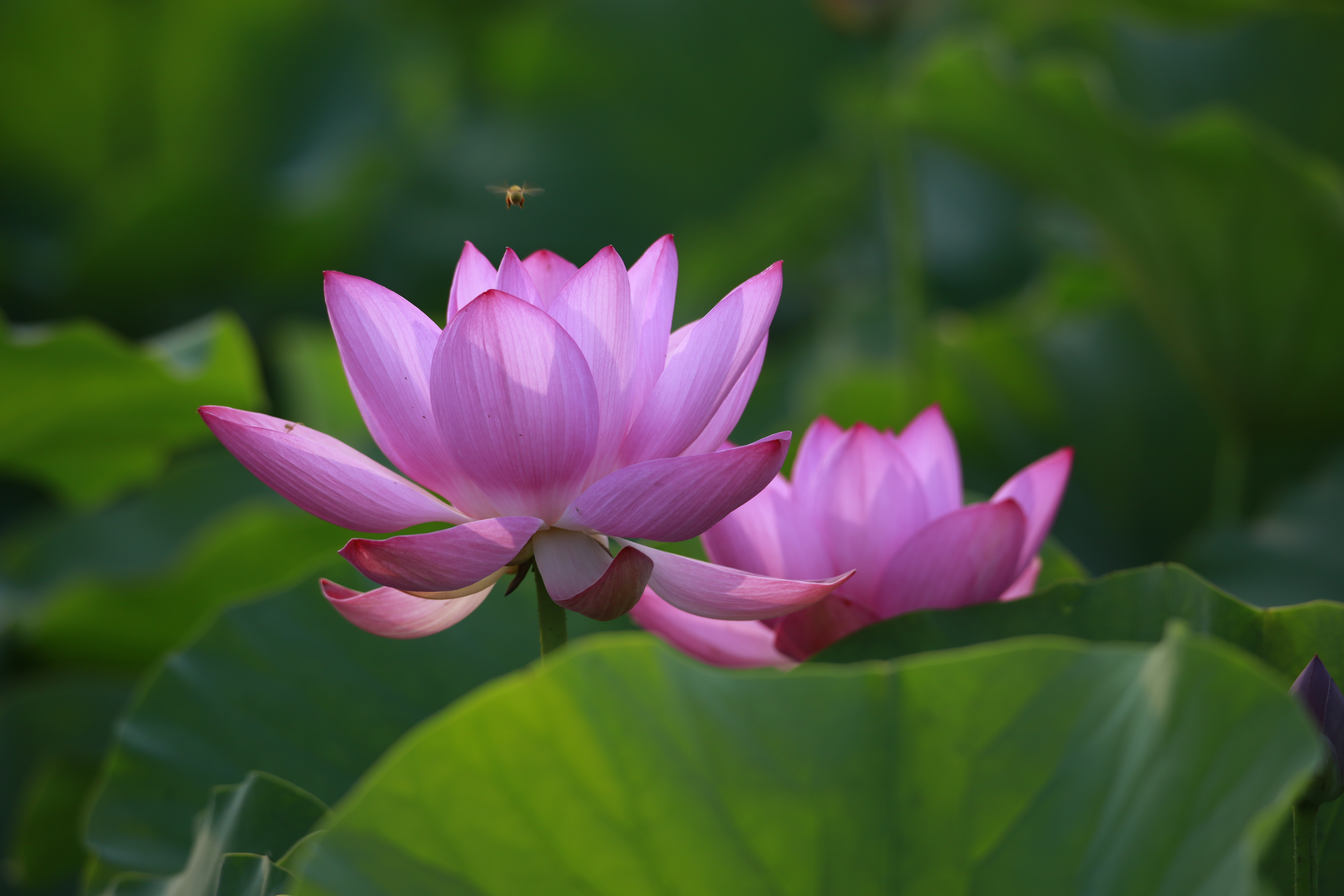 瑜伽醉美荷花池