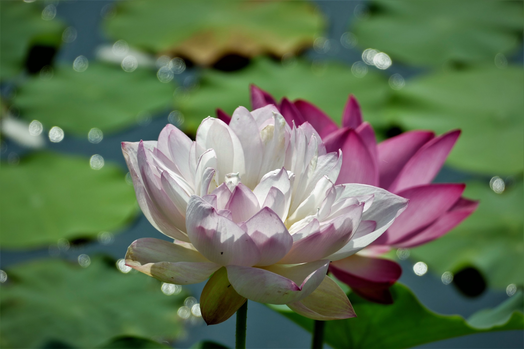 宋朝诗人杨万里诗《红白莲》