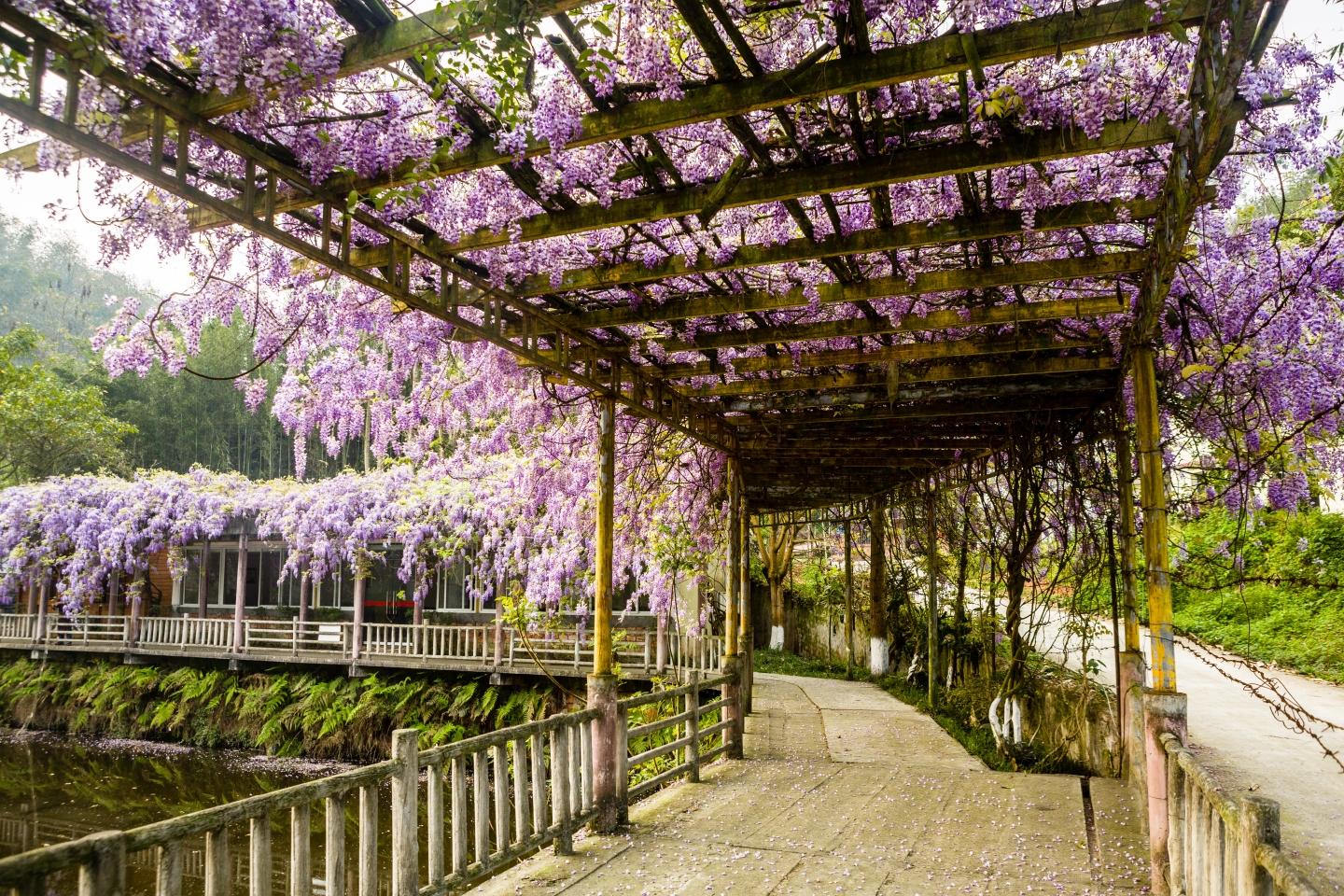 在紫藤花下等着你