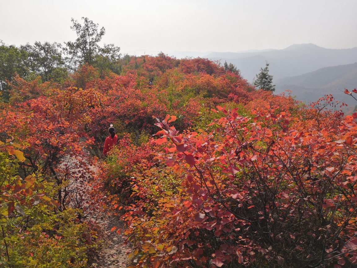 香山紅葉紅滿天