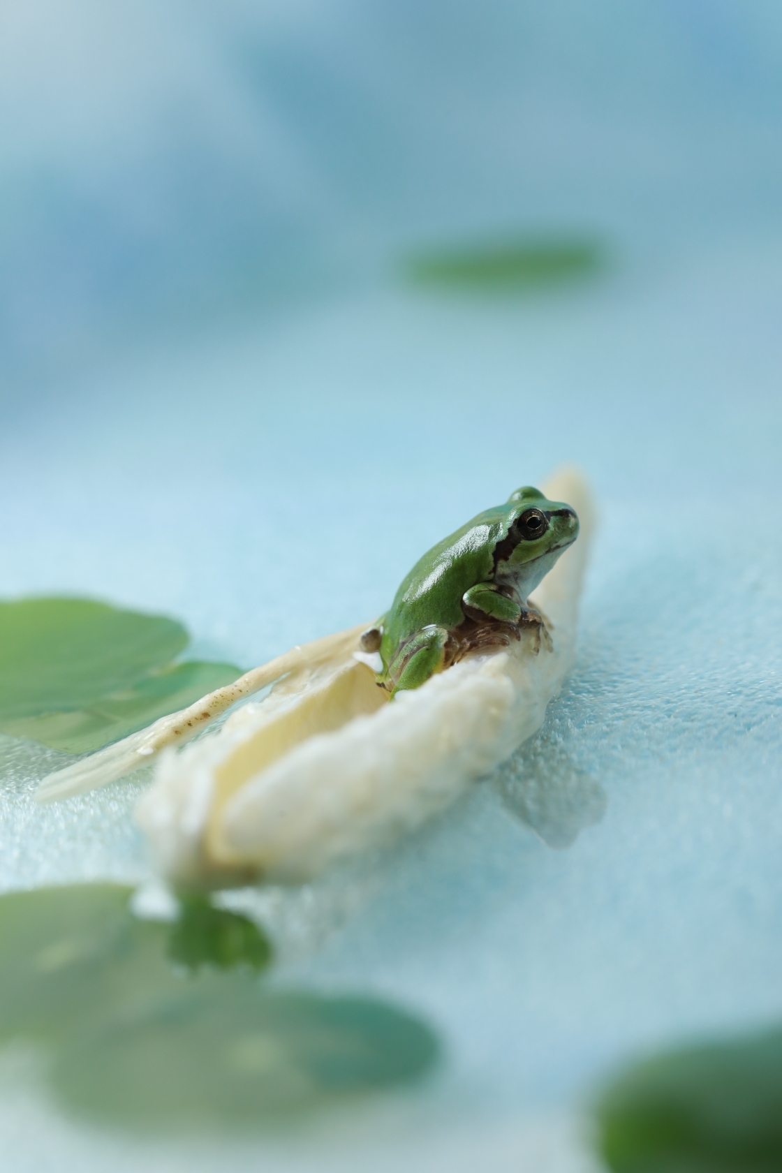 (原片微距摄影)小青蛙