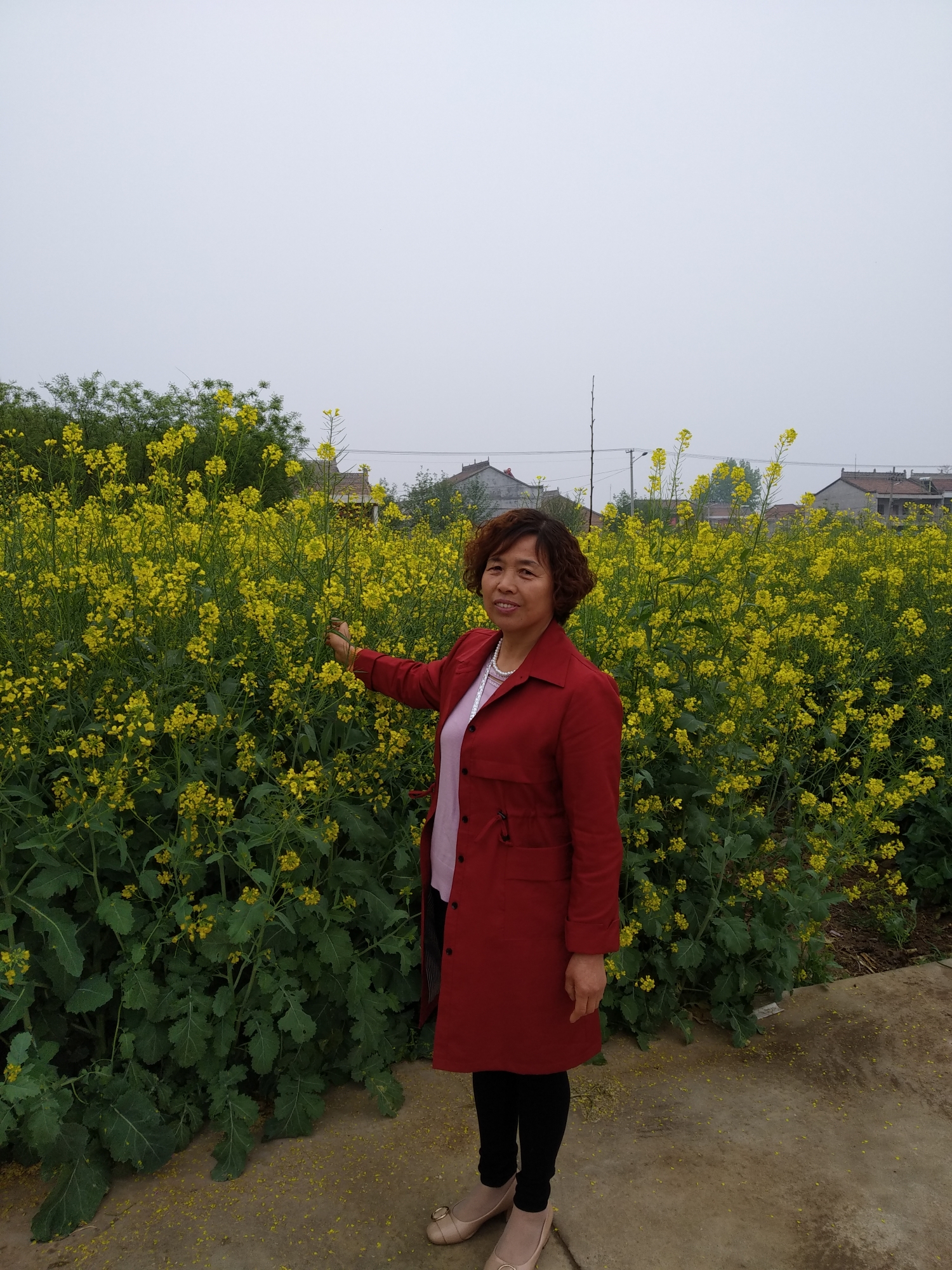 莱子花儿开,姐妹多快乐,围在娘身边,听娘讲新法