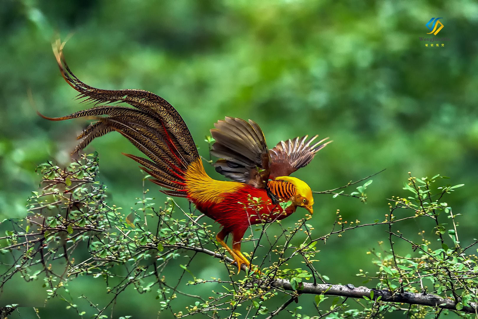 活着的,凤凰,红腹锦鸡