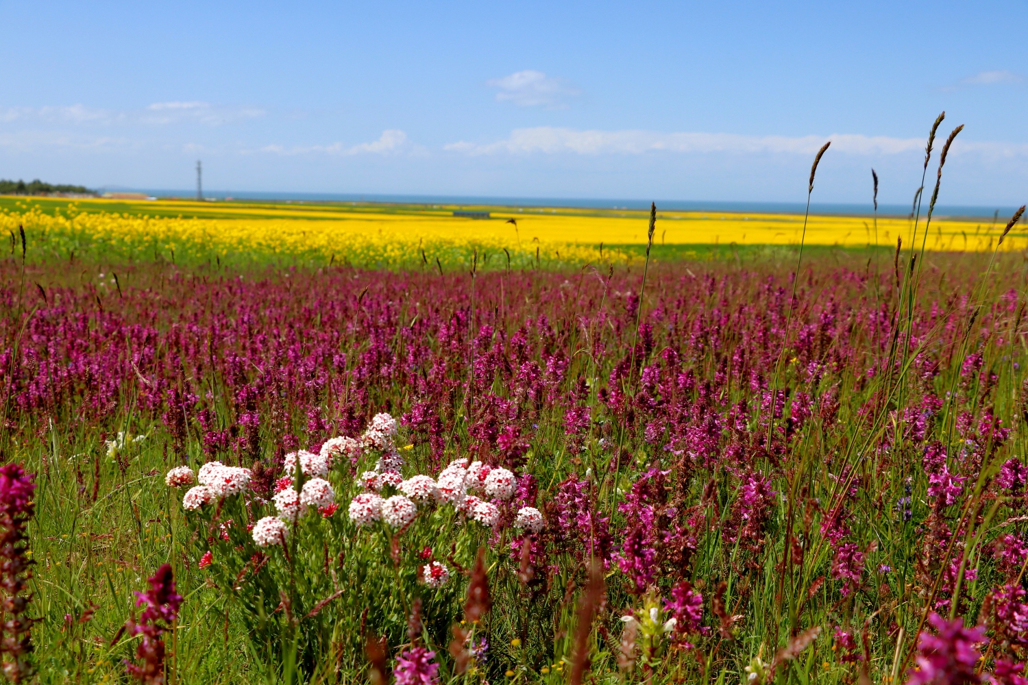 青海湖畔花如海20190723