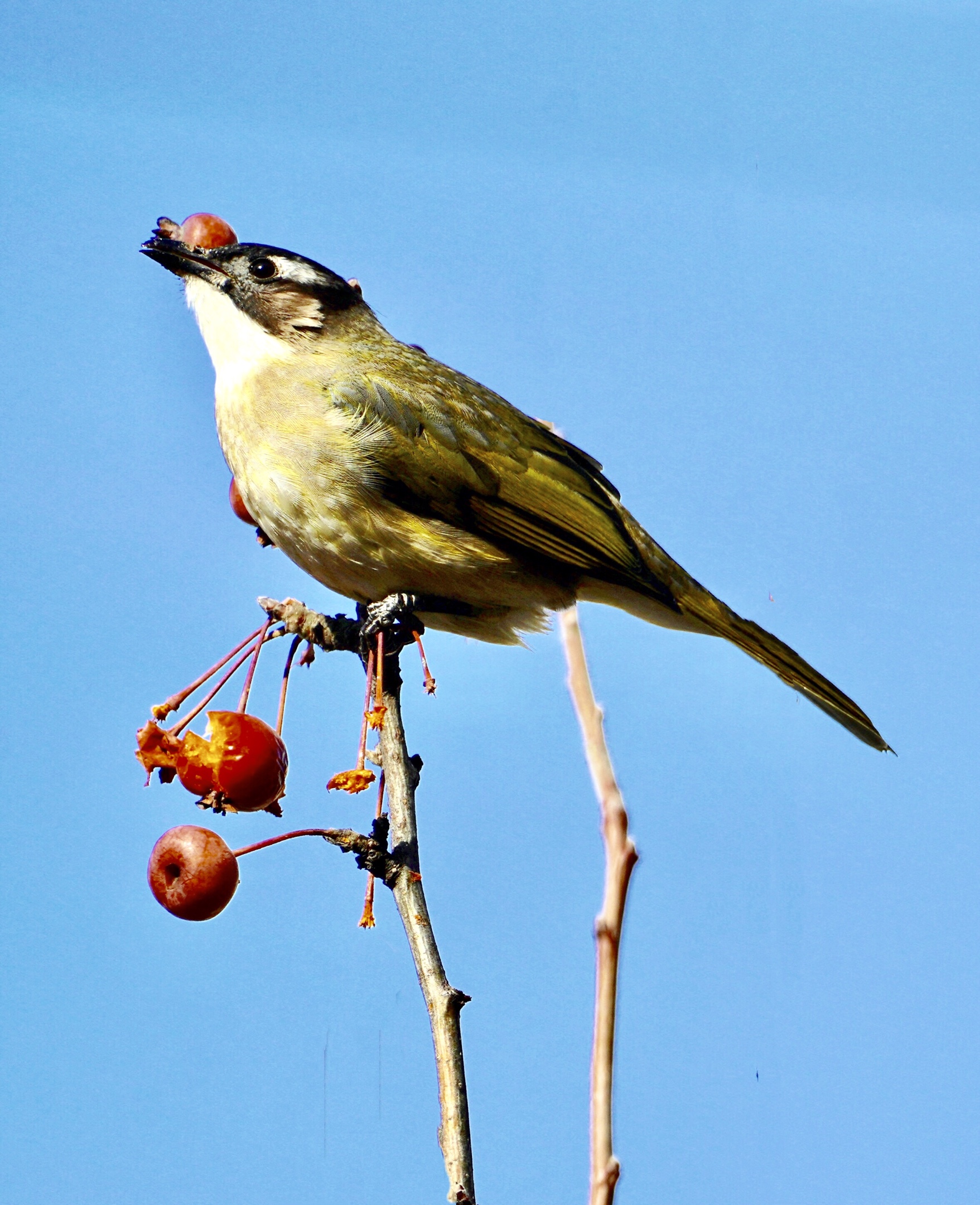 白头鹎鸟枝头闹