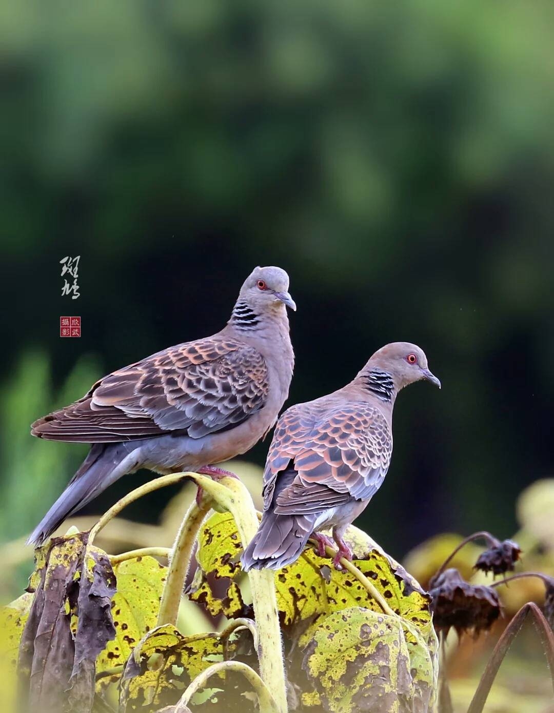 一对斑鸠情侣的约会