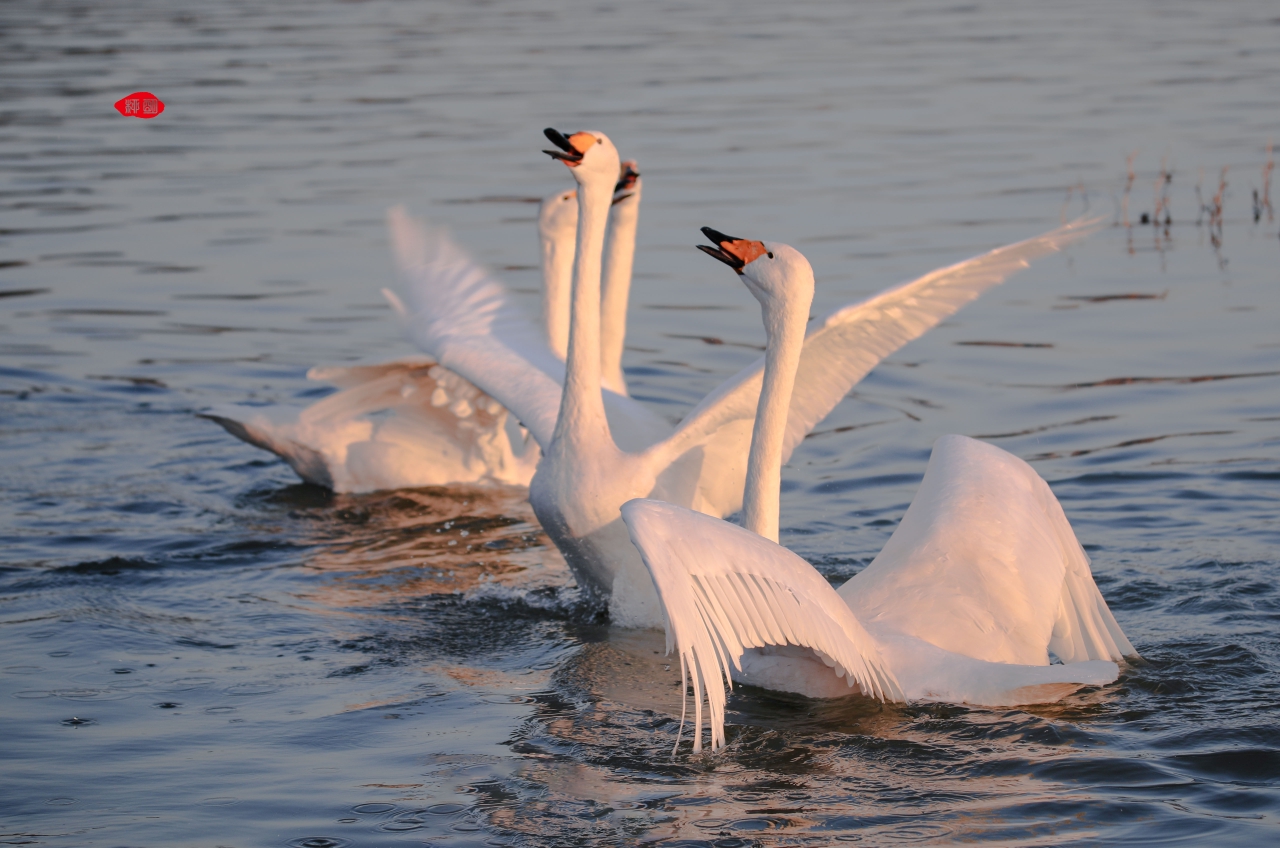 山西平陆拍鹅记