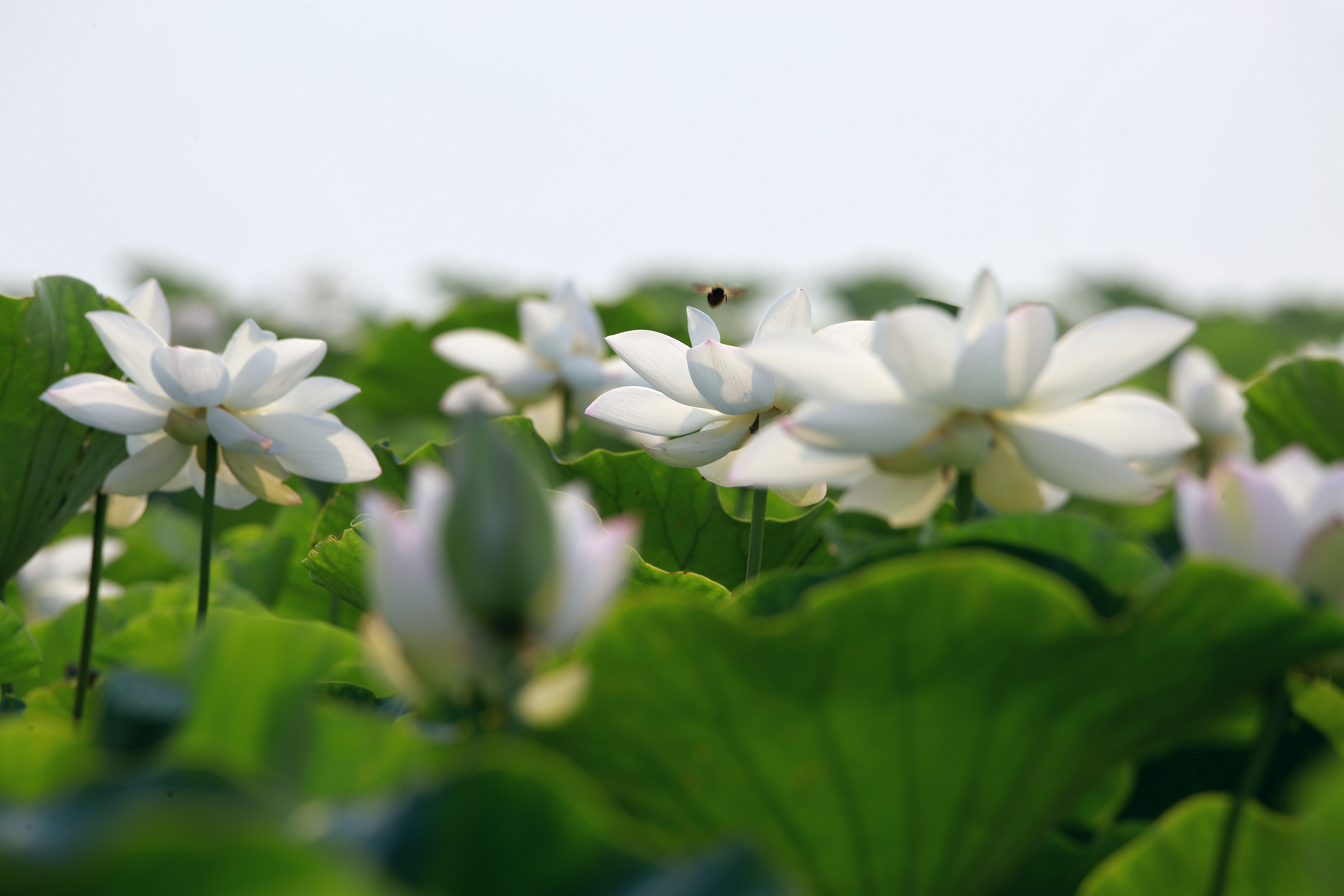 绿荷生出白莲花