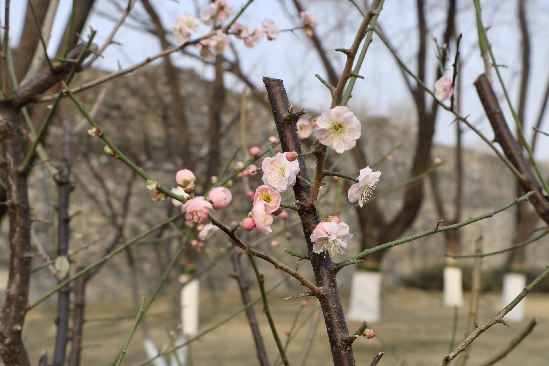 京城第一梅