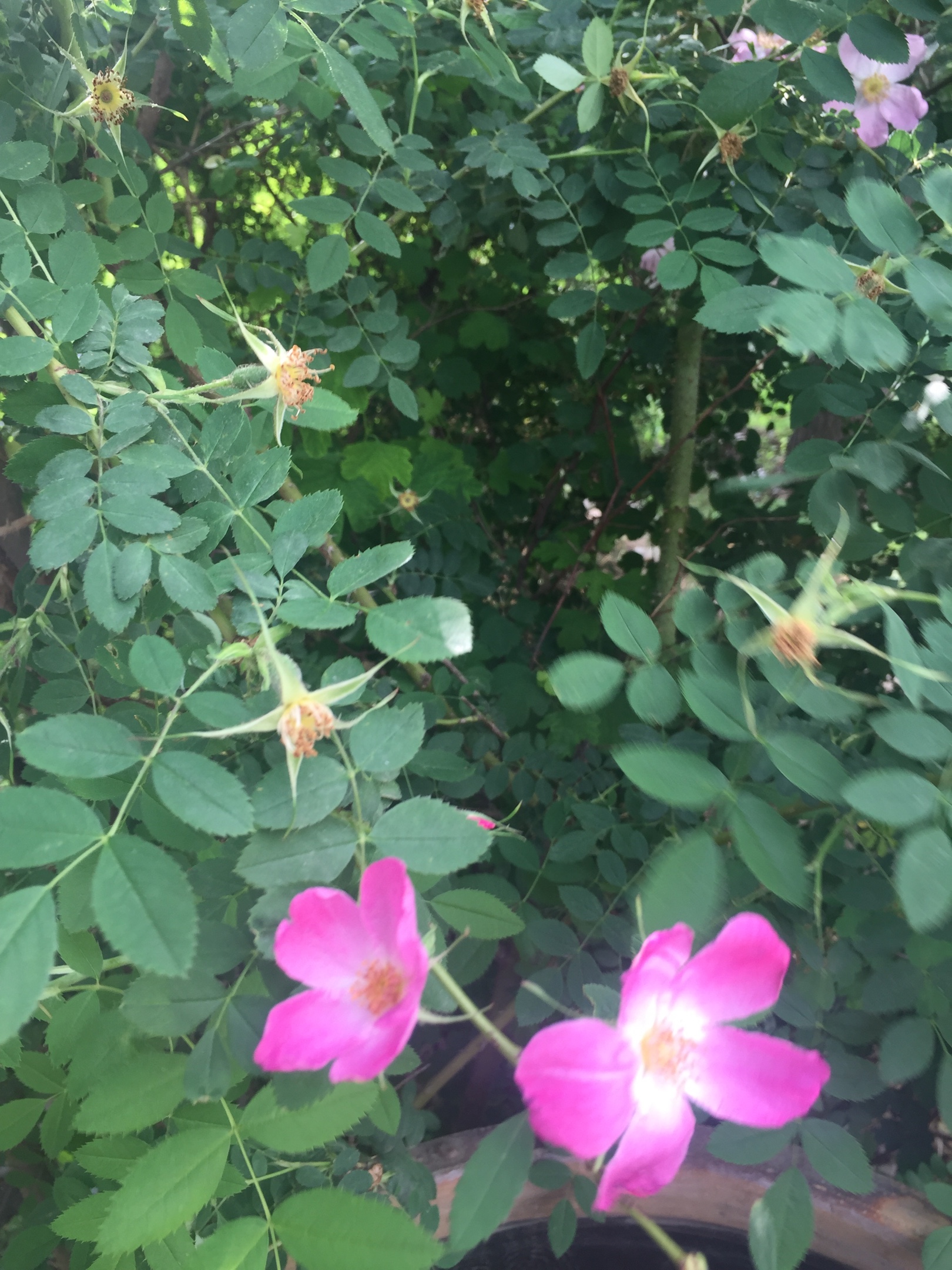 这都是刺木果子吗