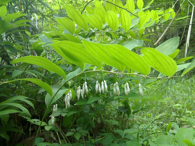 《问蝉》 作者:海东青.诗僧制作:善良朗诵:善良