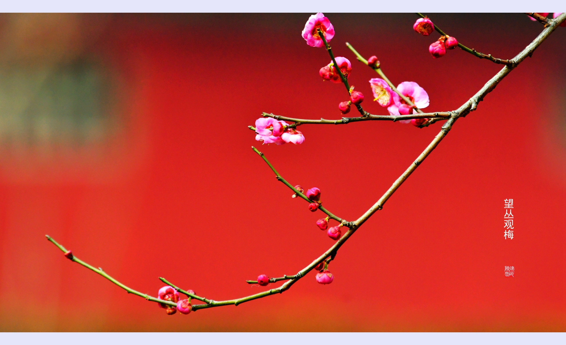 红梅赞